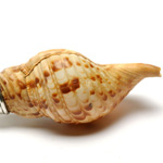 marks view of ear trumpet