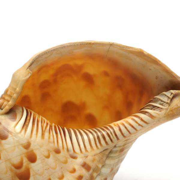 picture shows one piece ear trumpet @ EarTrumpets.co.uk